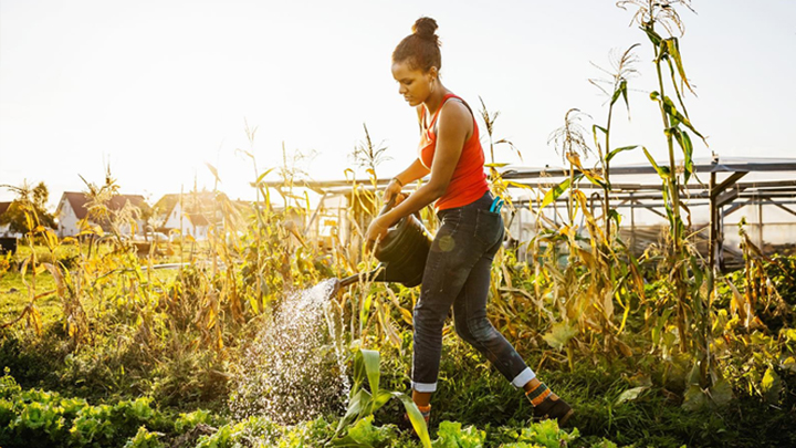 Person som vattnar växter i en trädgård med solljus och grödor i bakgrunden