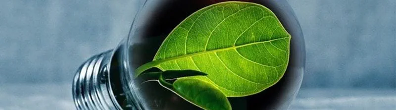 Bulb with leaf inside